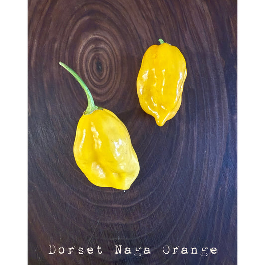 Dorset Naga - Orange Hot Pepper Seeds
