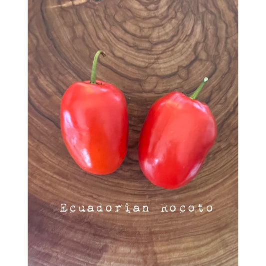 Ecuadorian Rocoto - Hot Pepper Seeds