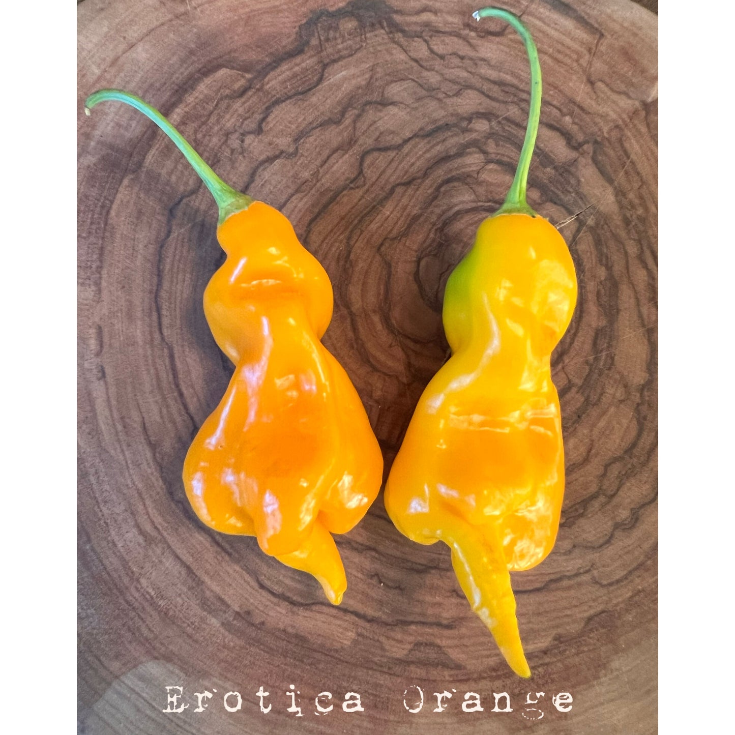 Erotica Orange Hot Pepper Seeds
