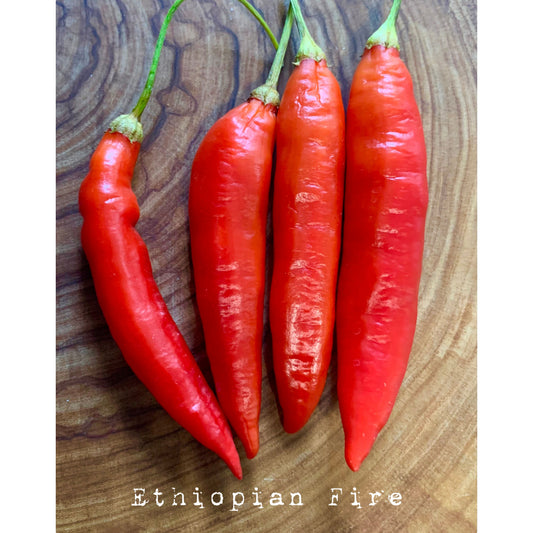 Ethiopian Fire - Hot Pepper Seeds