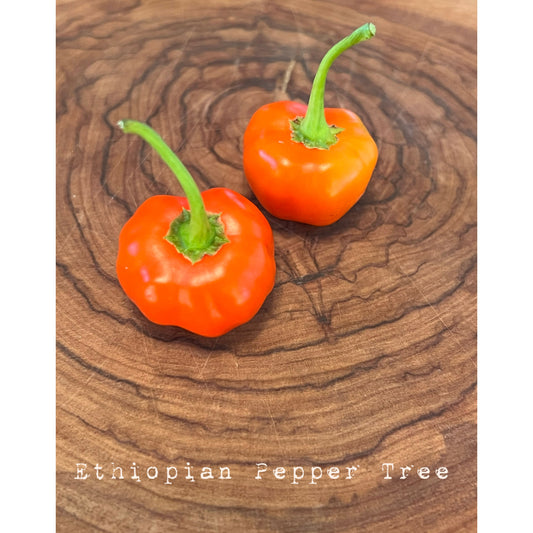 Ethiopian Pepper Tree - Hot Pepper Seeds