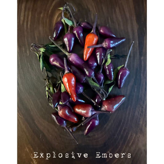 Graines de piment explosif Braises