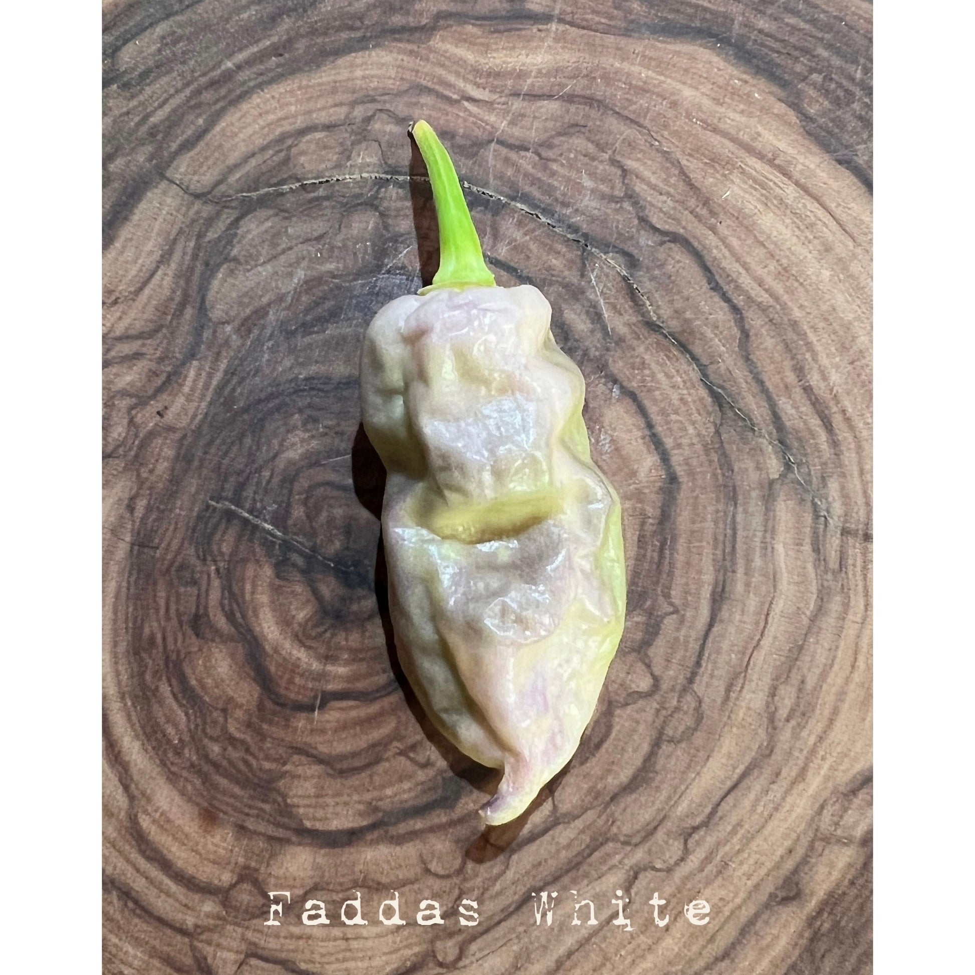 Faddas - White - Hot Pepper Seeds