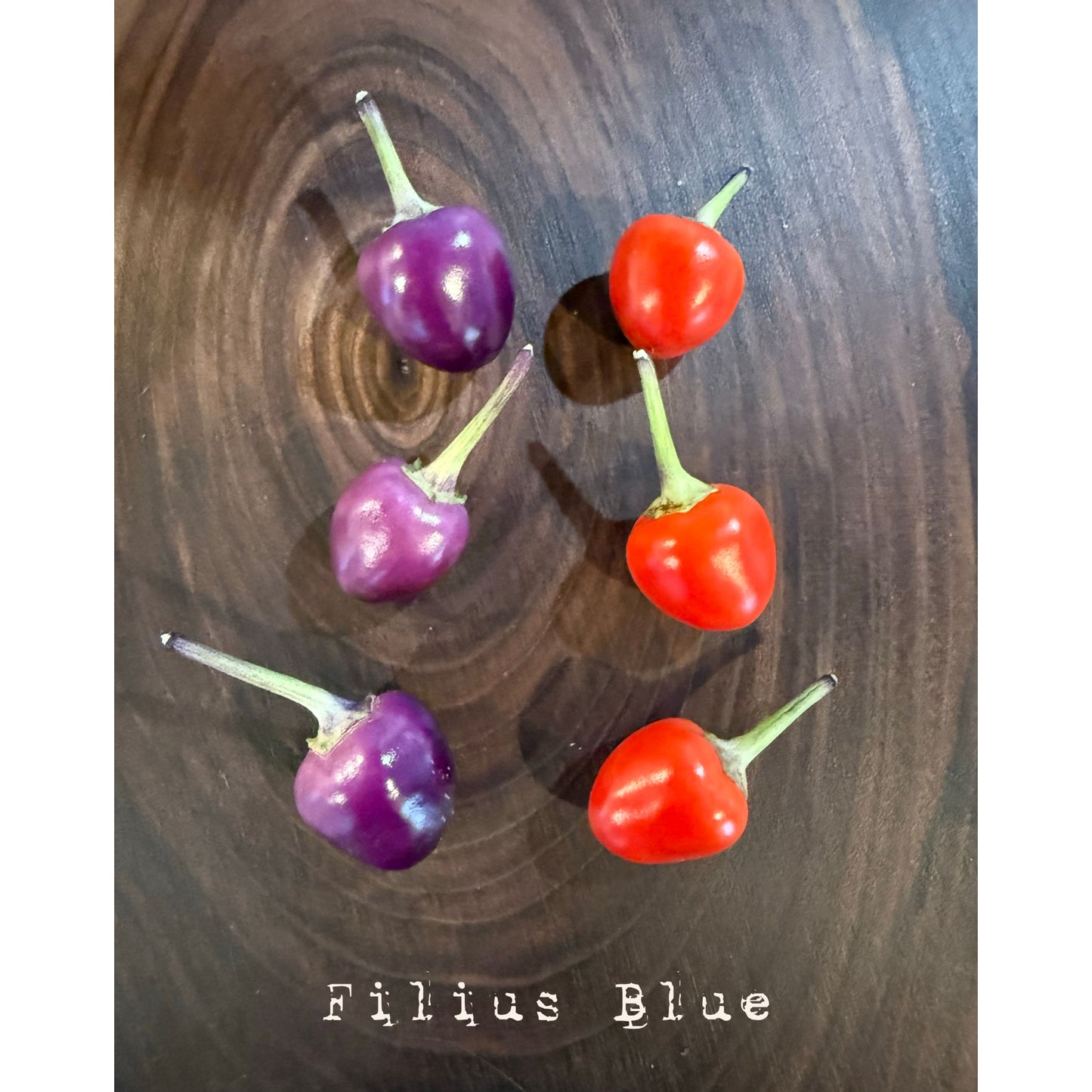 Filius Blue Hot Pepper Seeds