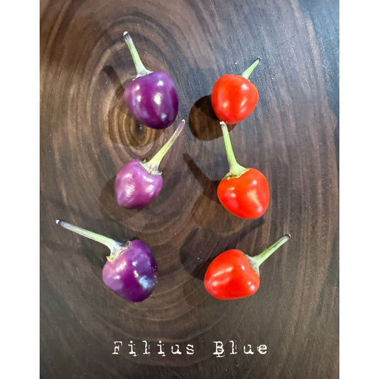 Graines de piment bleu Filius