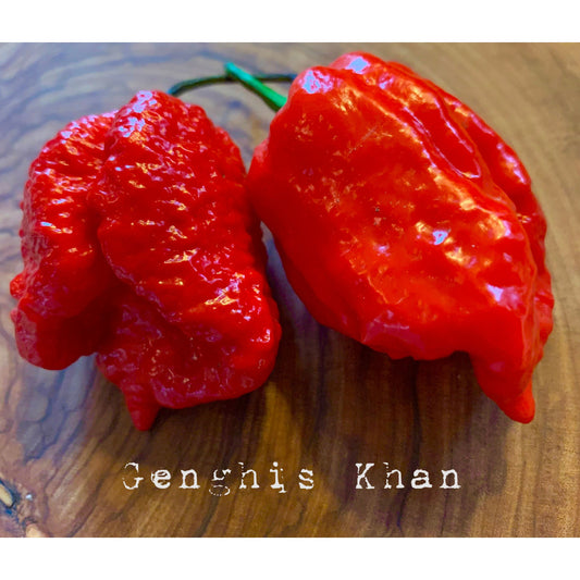 Genghis Khan Brain - Hot Pepper Seeds