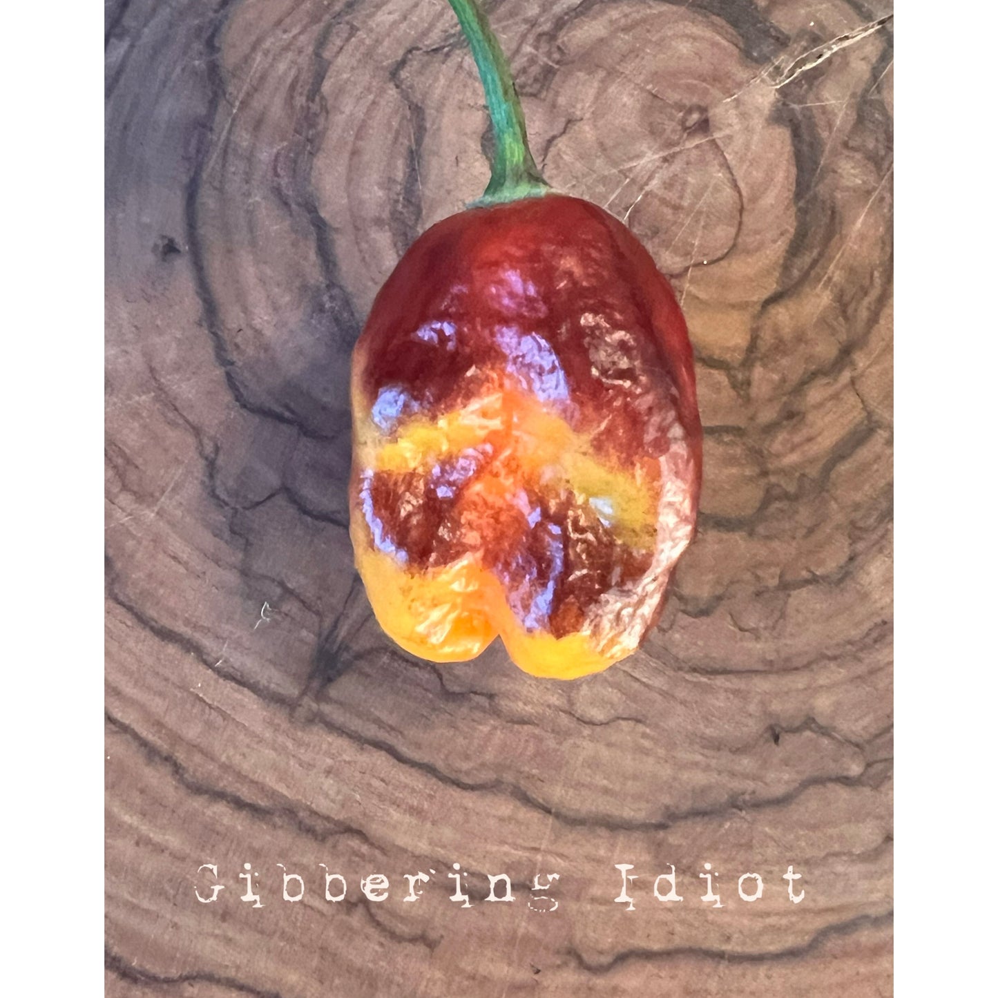 Gibbering Idiot - Hot Pepper Seeds