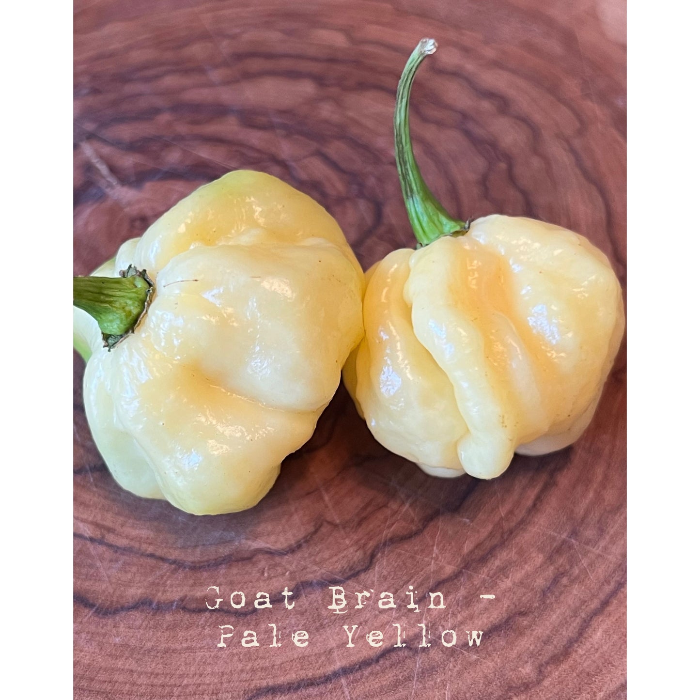 Cerveaux de chèvre (jaune pâle) - Graines de piment fort