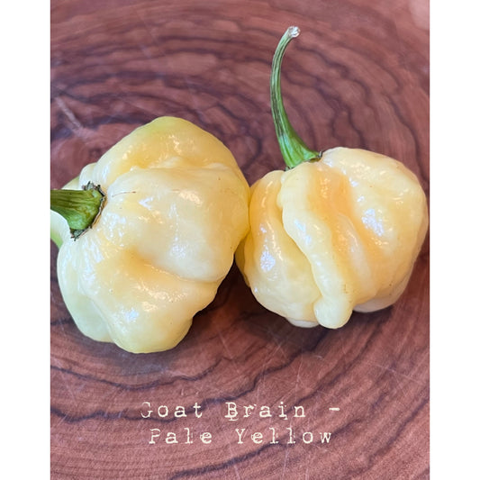 Cerveaux de chèvre (jaune pâle) - Graines de piment fort