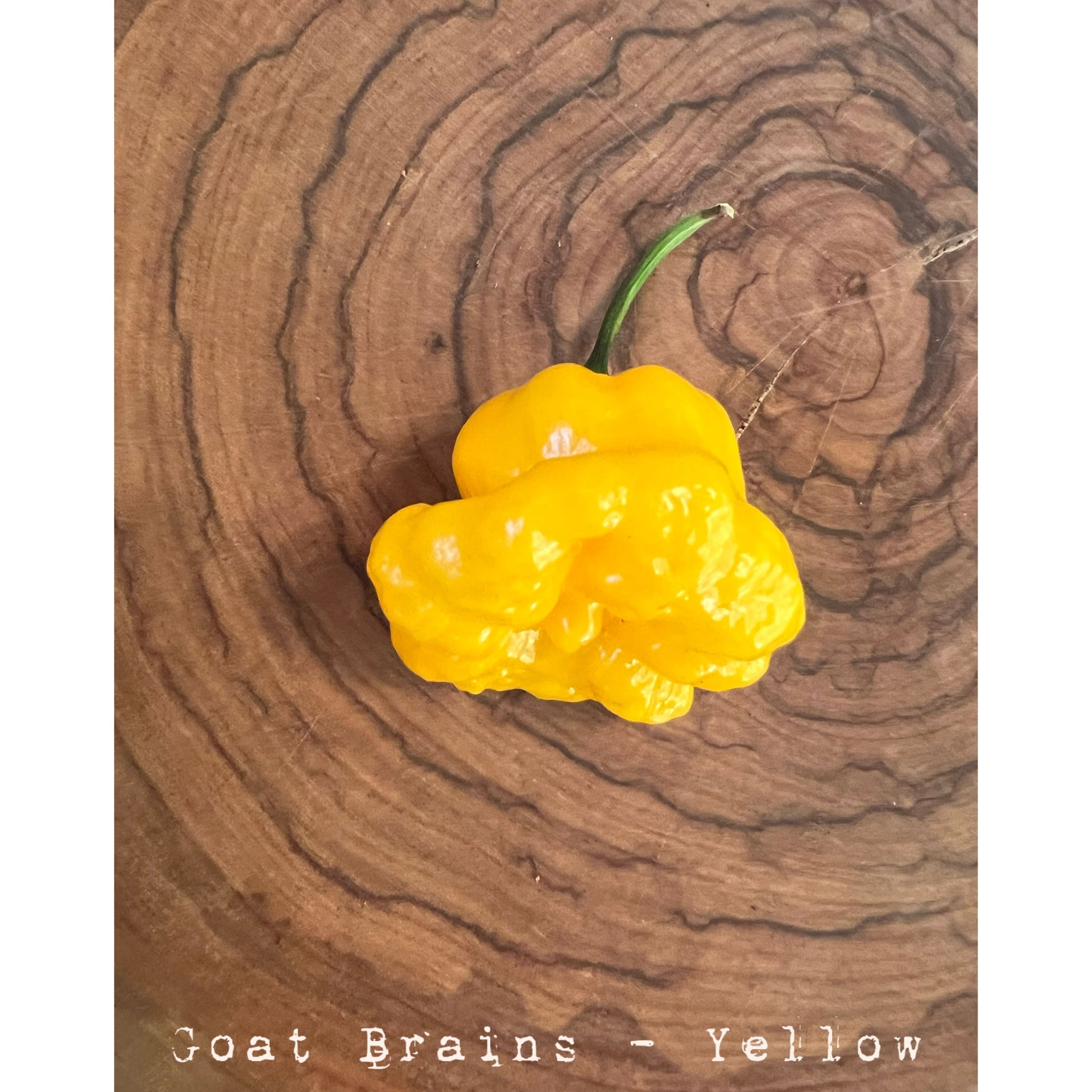 Goat Brains Yellow - Hot Pepper Seeds
