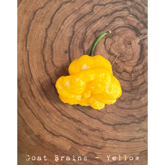 Goat Brains Yellow - Hot Pepper Seeds
