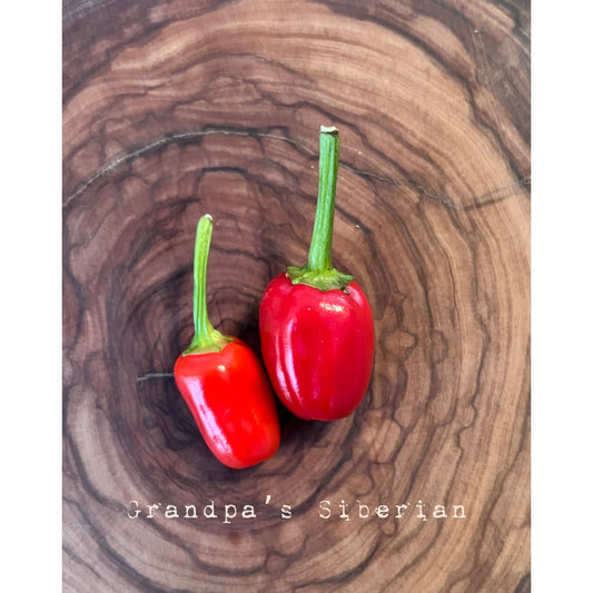Grandpa's Siberian Home (Extreme Rare, Heirloom) - Hot Pepper Seeds