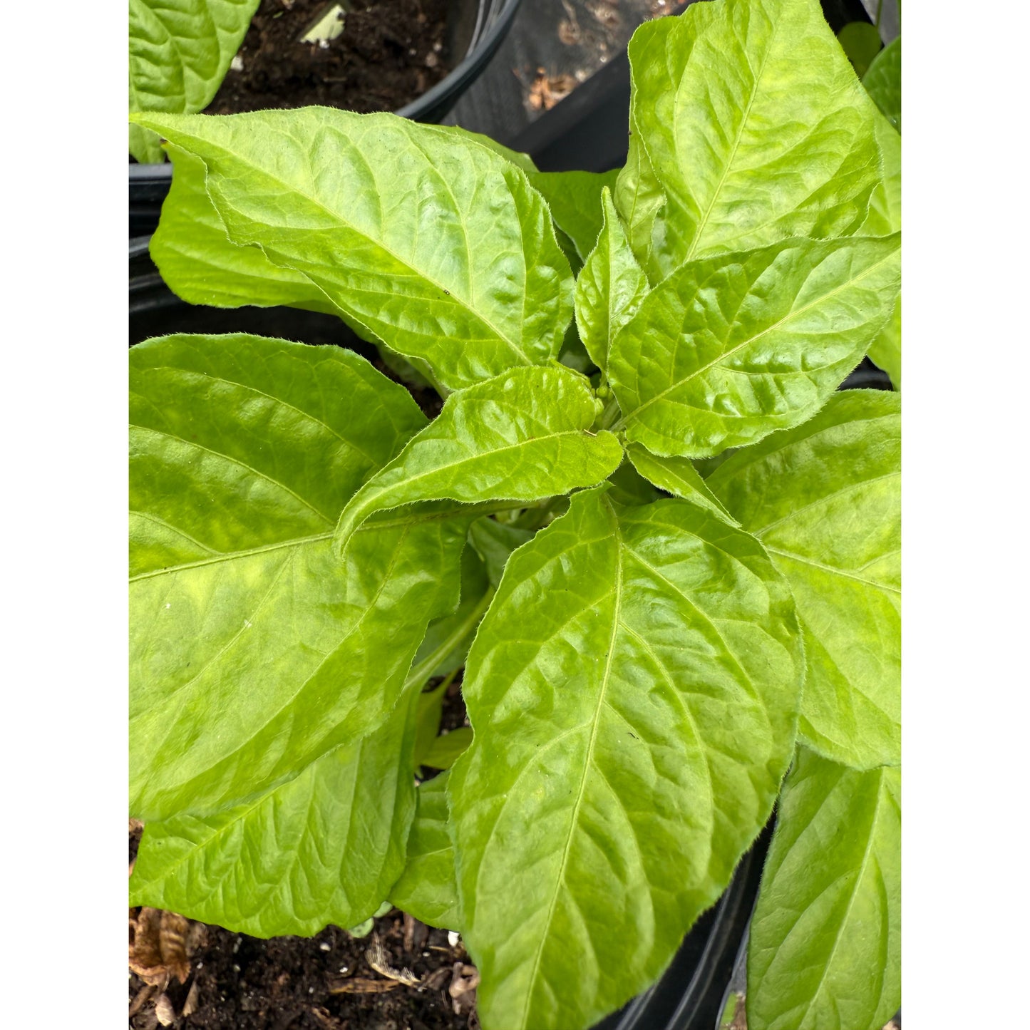 Graines de piment Habanero orange (variété ancienne)