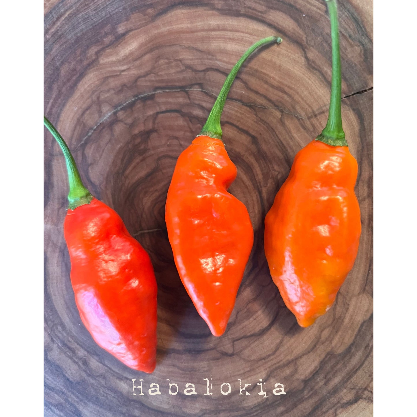 Habalokia - Red - Hot Pepper Seeds