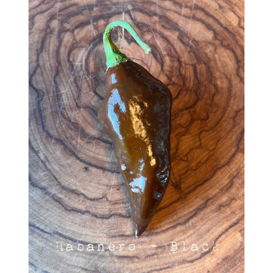 Habanero - Black - Hot Pepper Seeds