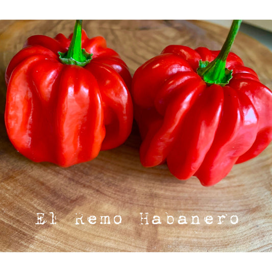 Habanero - El Remo - Hot Pepper Seeds