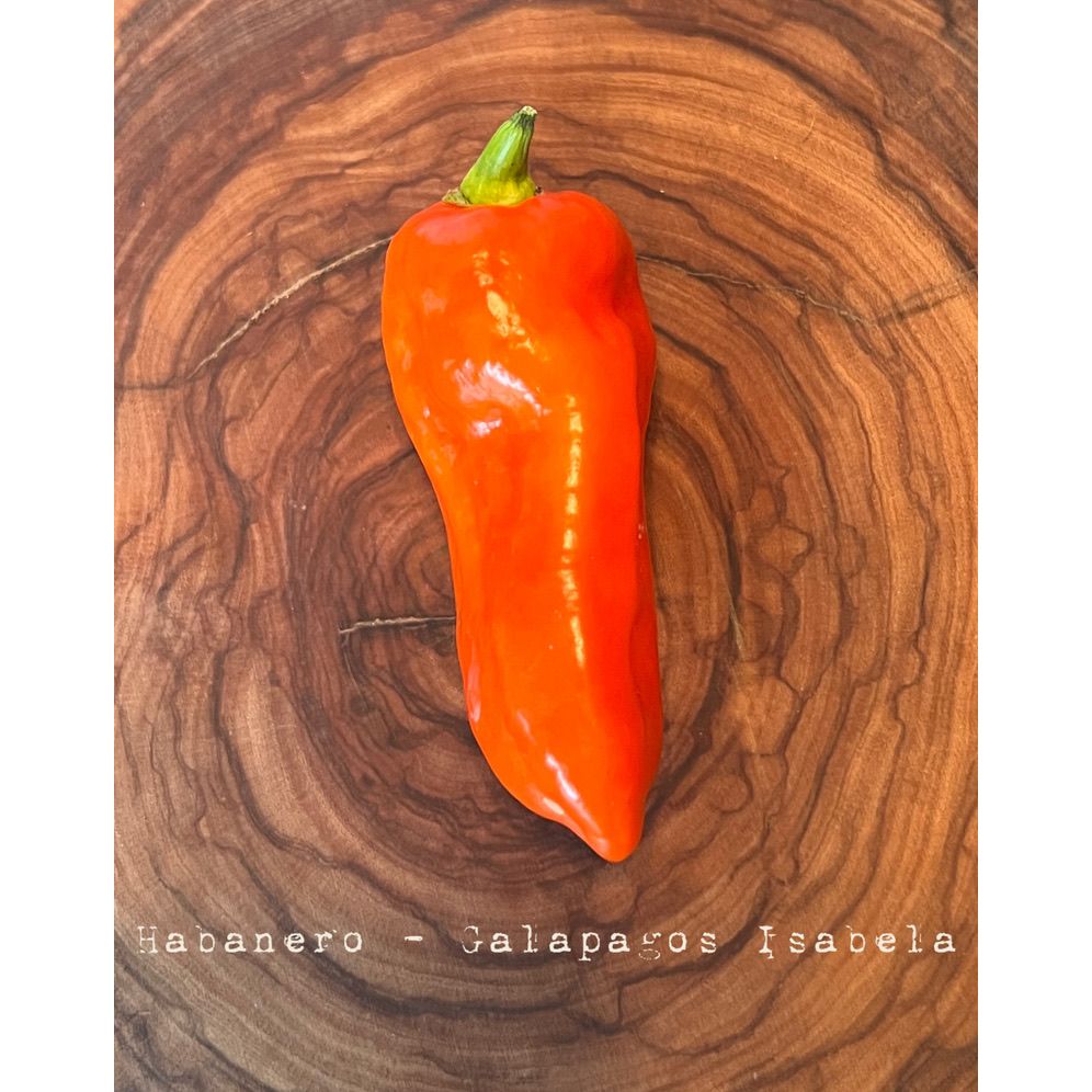 Habanero - Galapagos Isabela - Hot Pepper Seeds