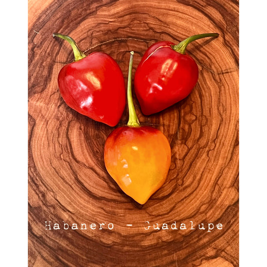 Habanero - Guadalupe - Hot Pepper Seeds