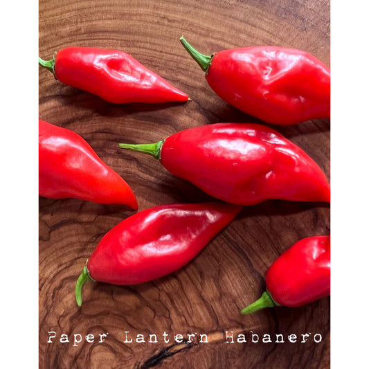 Habanero - Hot Paper Lantern - Hot Pepper Seeds