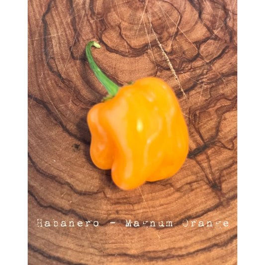 Habanero - Orange (Magnum) - Hot Pepper Seeds