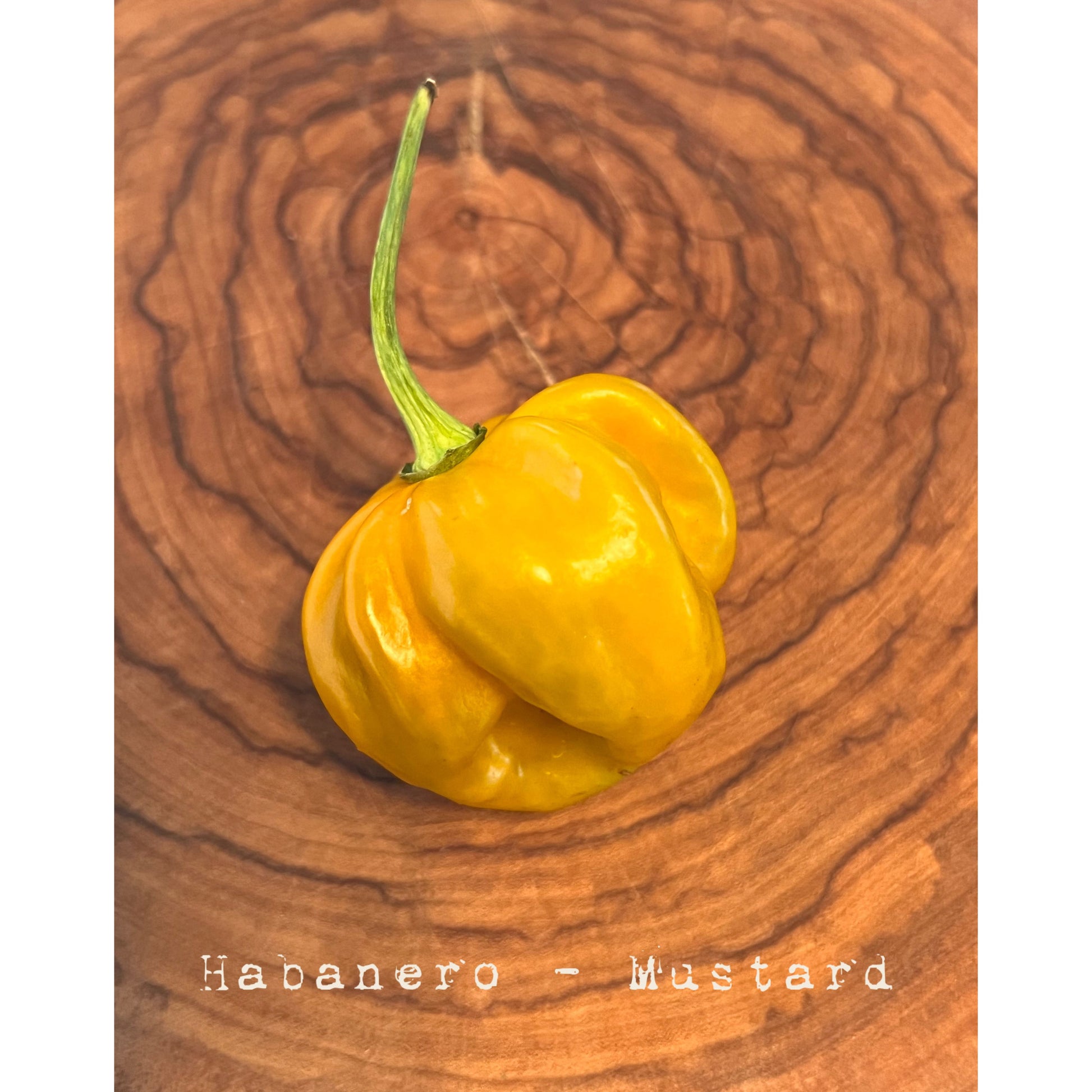 Habanero - Mustard - Hot Pepper Seeds