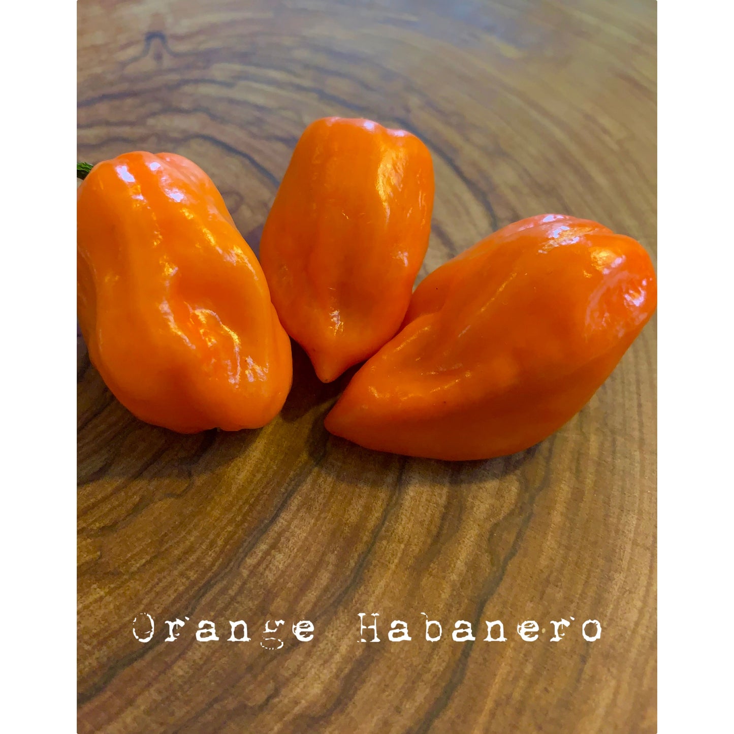 Habanero - Orange (Heirloom) -  Hot Pepper Seeds