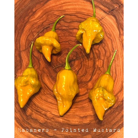 Habanero - Pointed Mustard - Hot Pepper Seeds