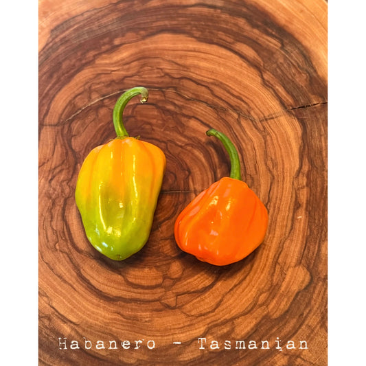 Habanero - Tasmanian - Hot Pepper Seeds