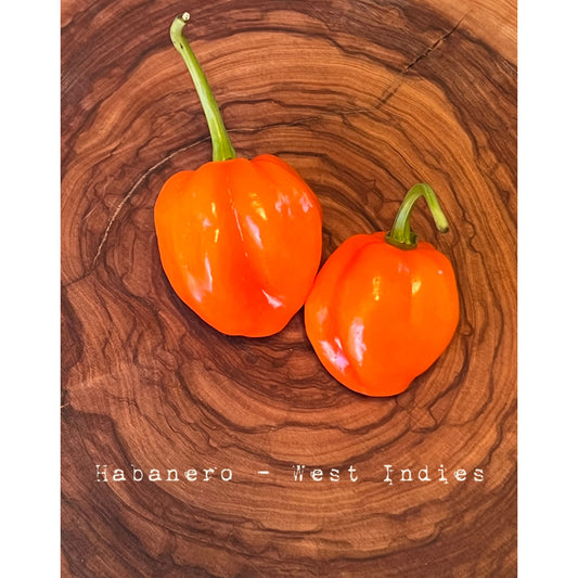 Habanero - West Indies - Hot Pepper Seeds