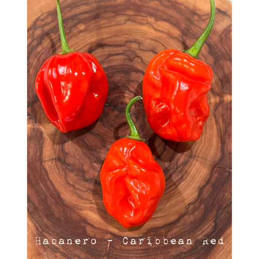 Habanero - Caribbean Red - Hot Pepper Seeds