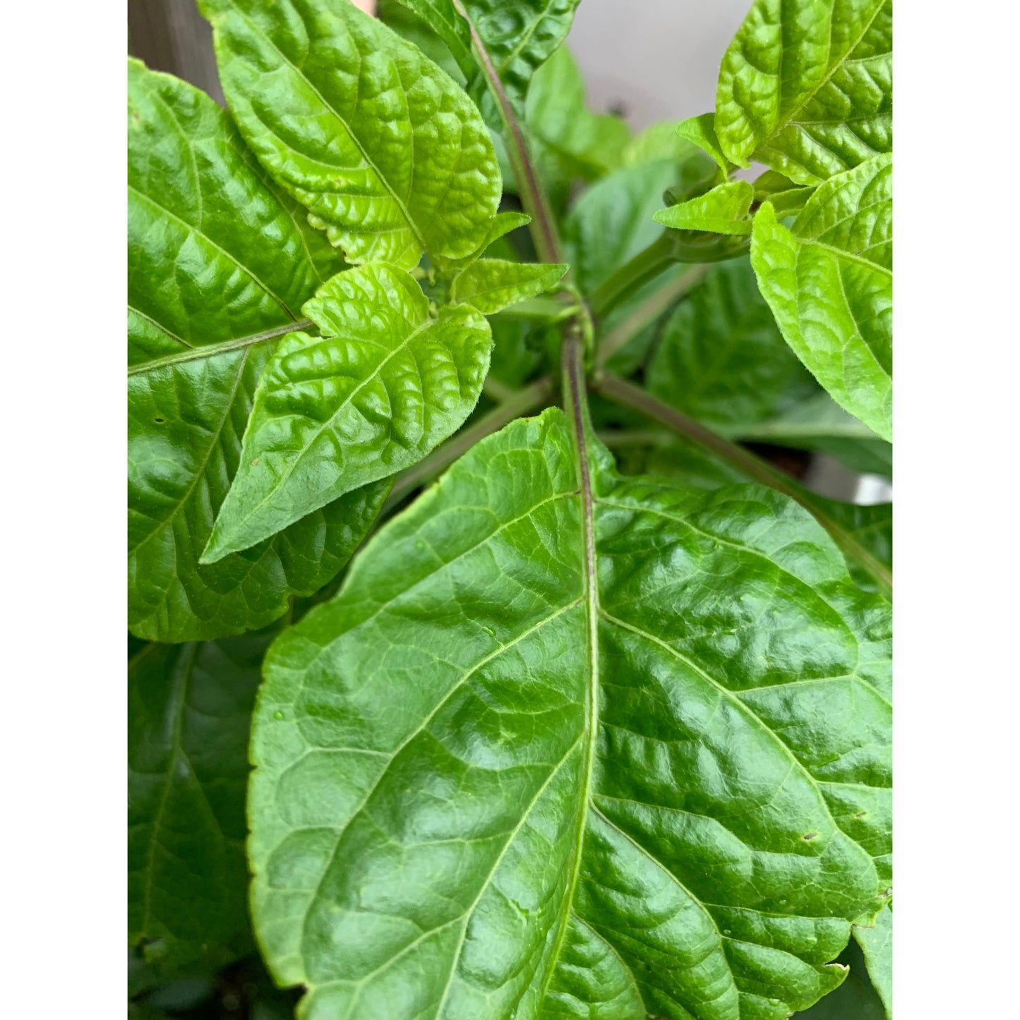 Habanero - Moutarde - Graines de piment fort