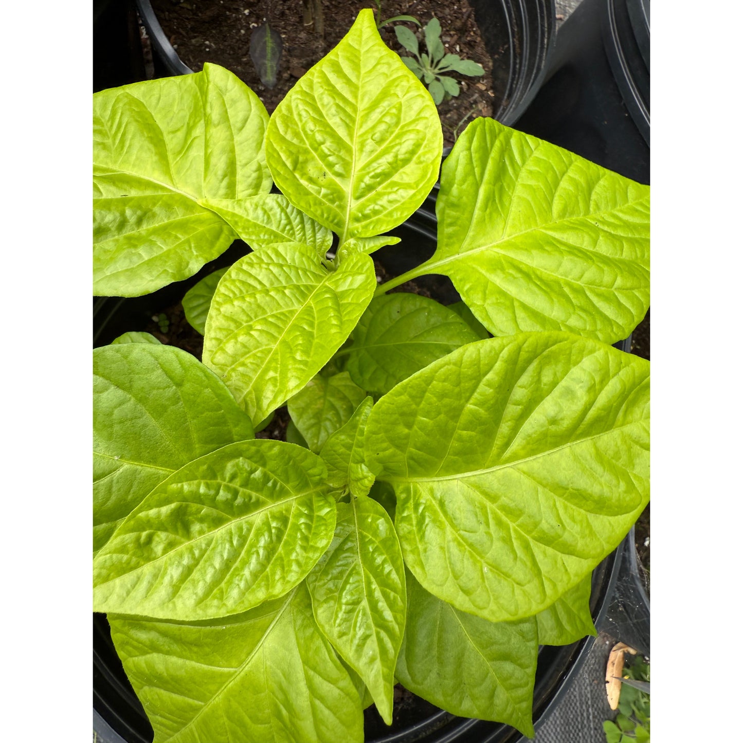 Graines de piment Habanero - Cappuccino