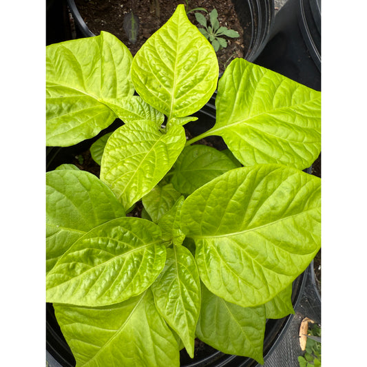 Graines de piment Habanero - Cappuccino