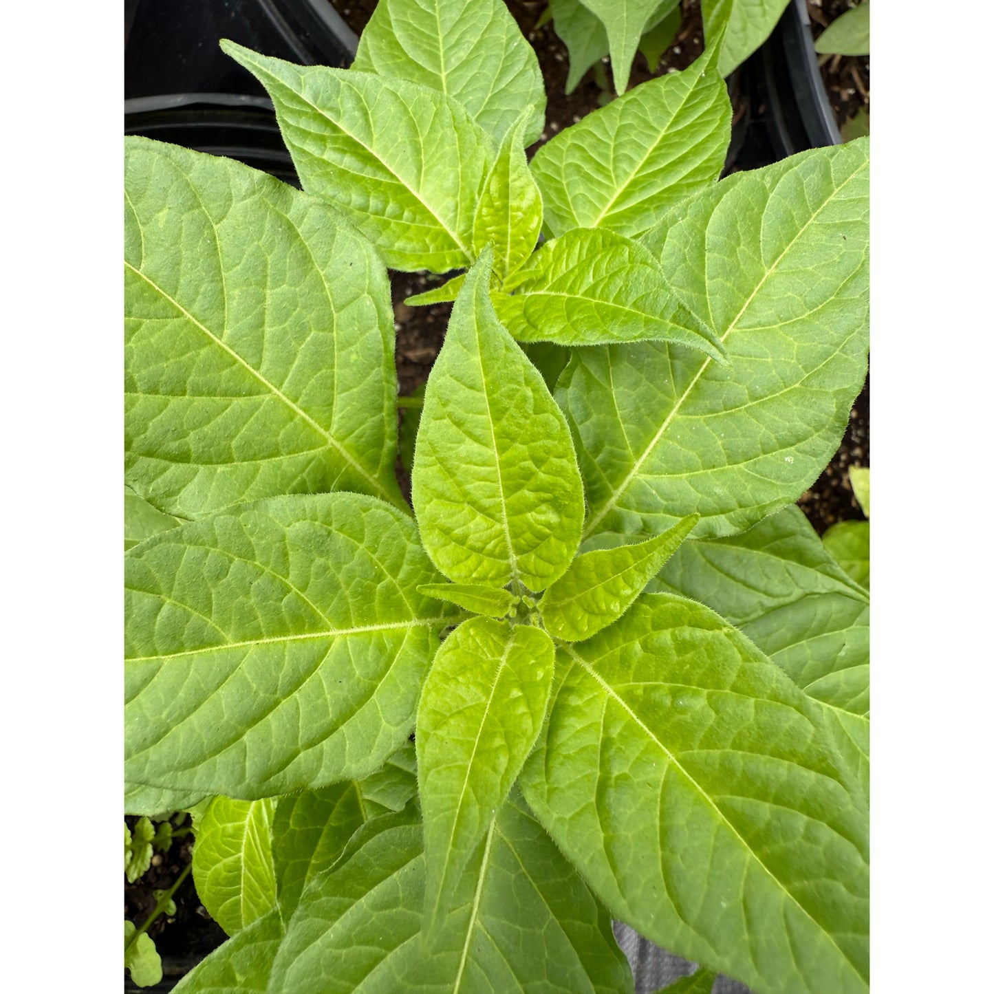 Graines de piment Habanero - Orange Lantern