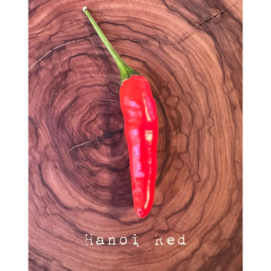 Hanoi Red - Hot Pepper Seeds