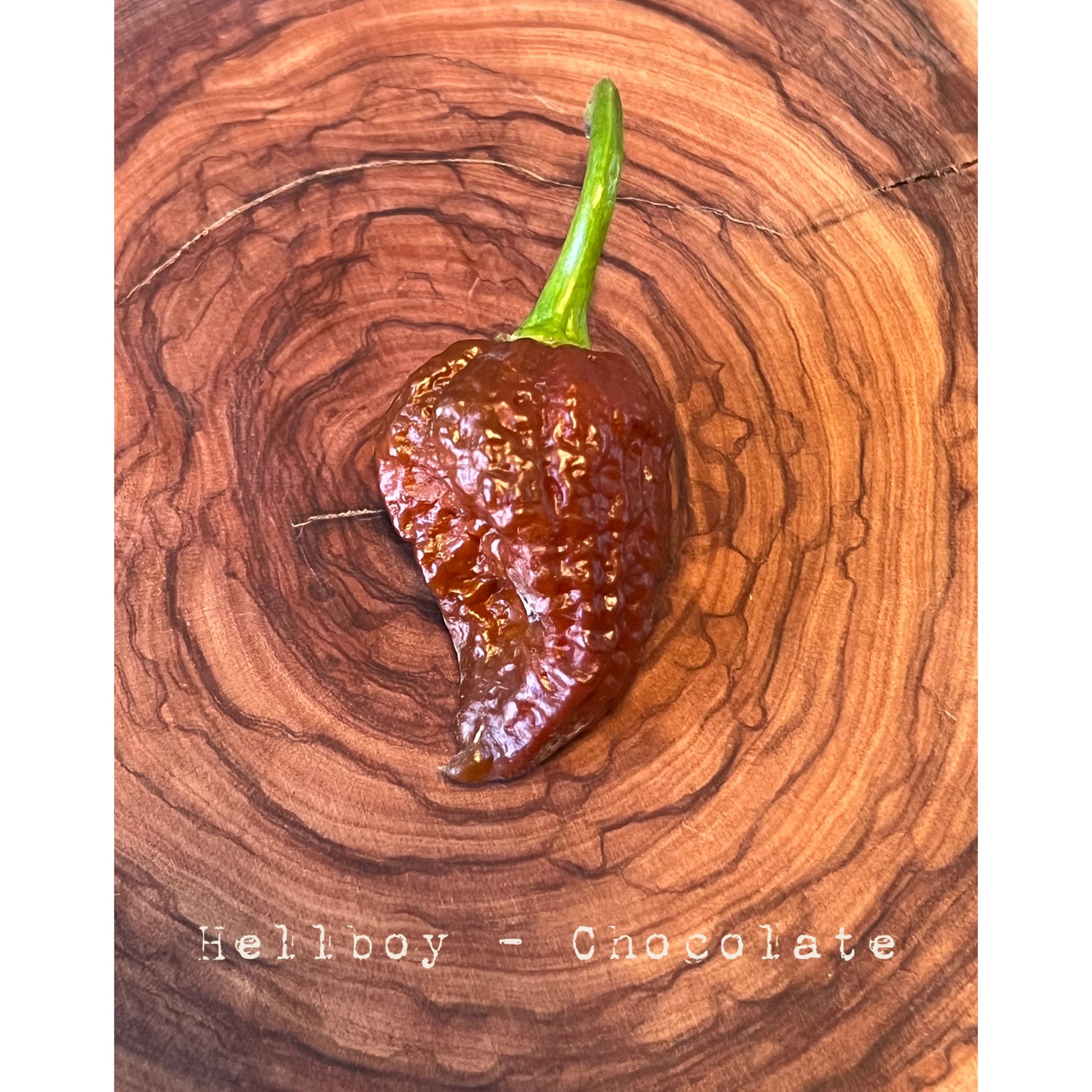 Hellboy - Chocolate - Hot Pepper Seeds