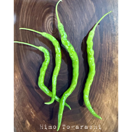 Himo Togarashi Hot Pepper Seeds
