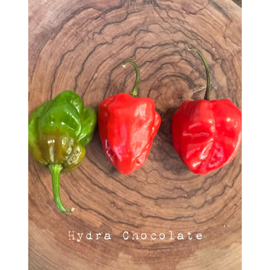 Hydra Chocolate - Hot Pepper Seeds