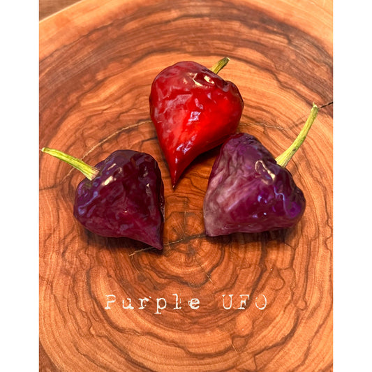 UFO - Purple - Hot Pepper Seeds