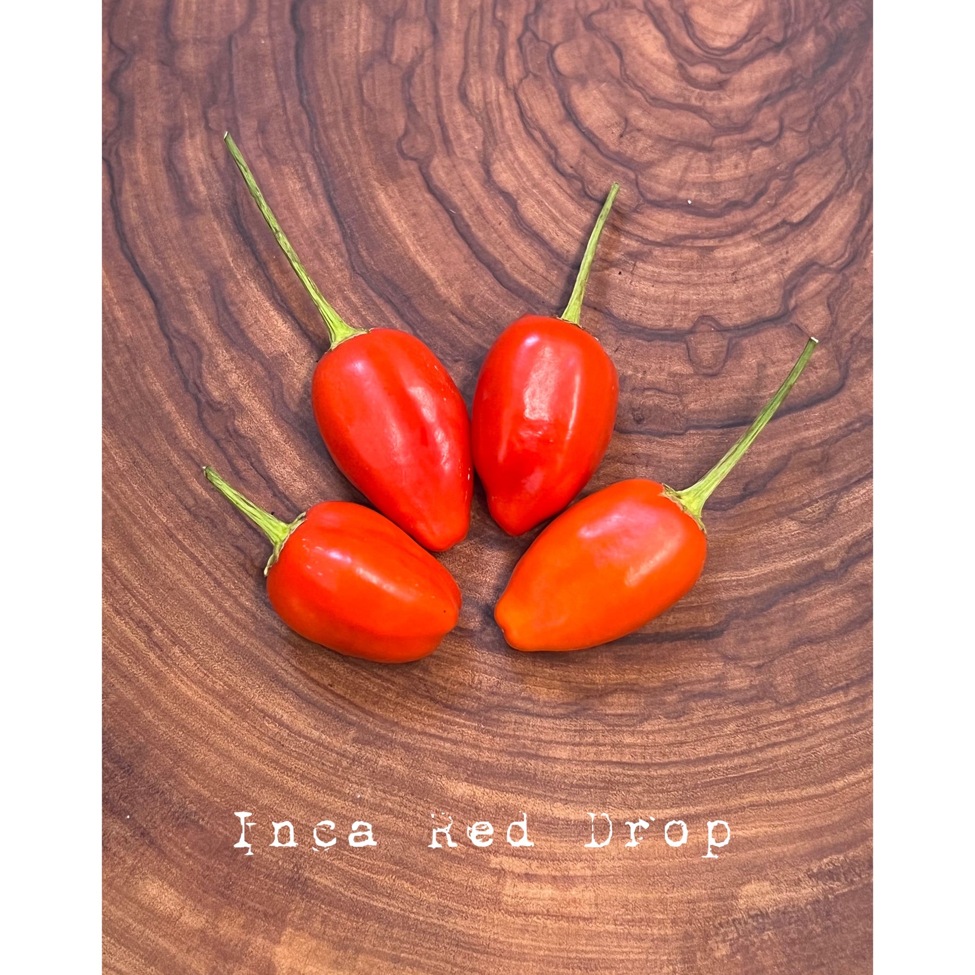 Inca Red Drop (Rare) - Hot Pepper Seeds