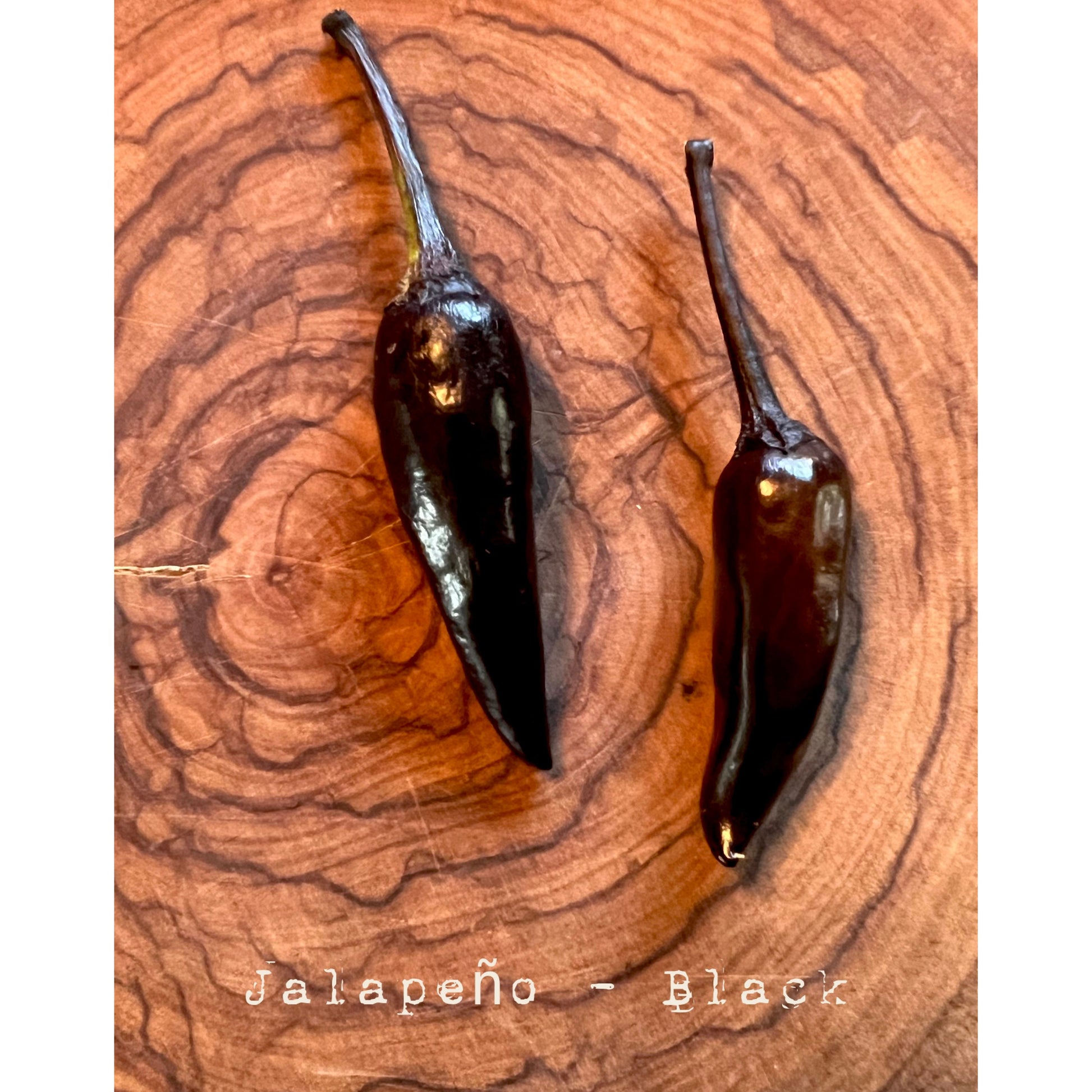 Jalapƒìno - Black - Hot Pepper Seeds
