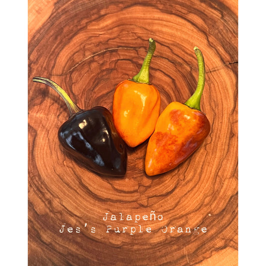 Jalapƒìno - Jes's Purple Orange - Hot Pepper Seeds