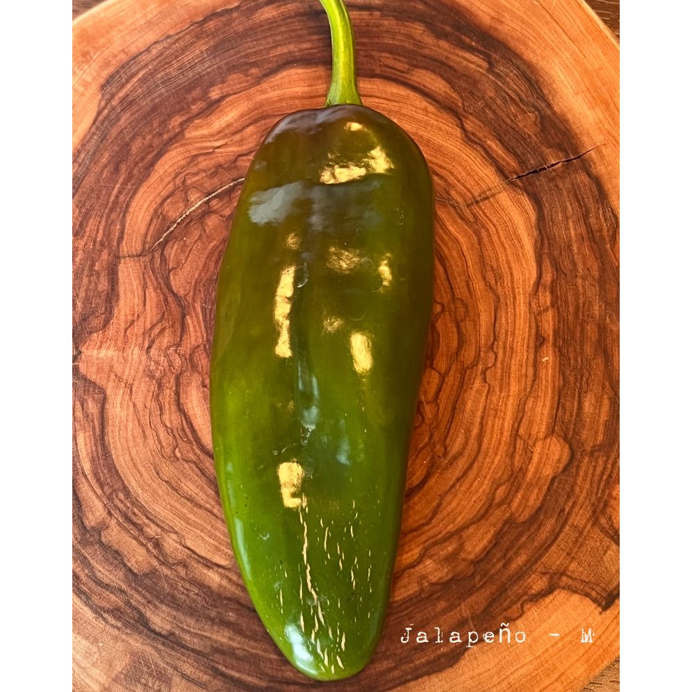 Jalapƒìno - M - Hot Pepper Seeds