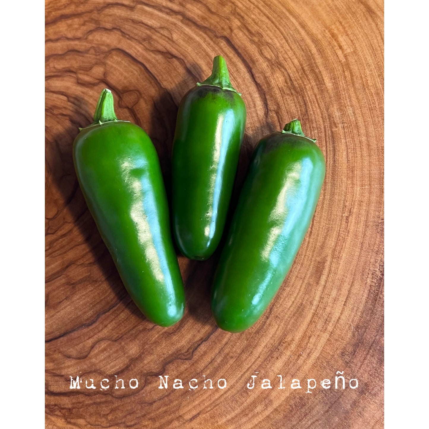 Jalapƒìno - Mucho Nacho - Hot Pepper Seeds