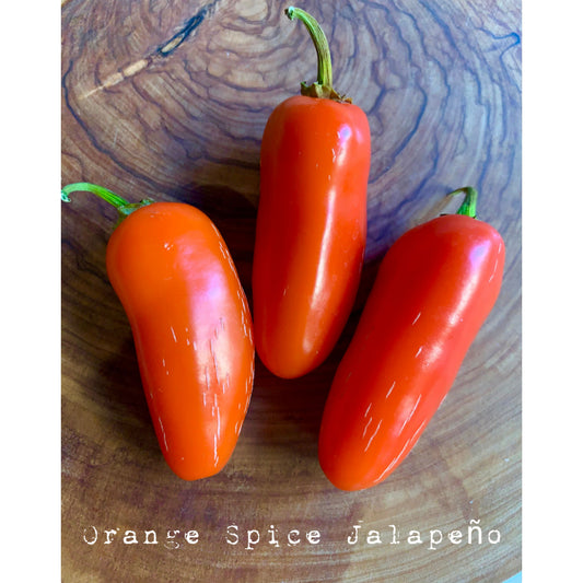 Jalapƒìno - Orange Spice - Hot Pepper Seeds
