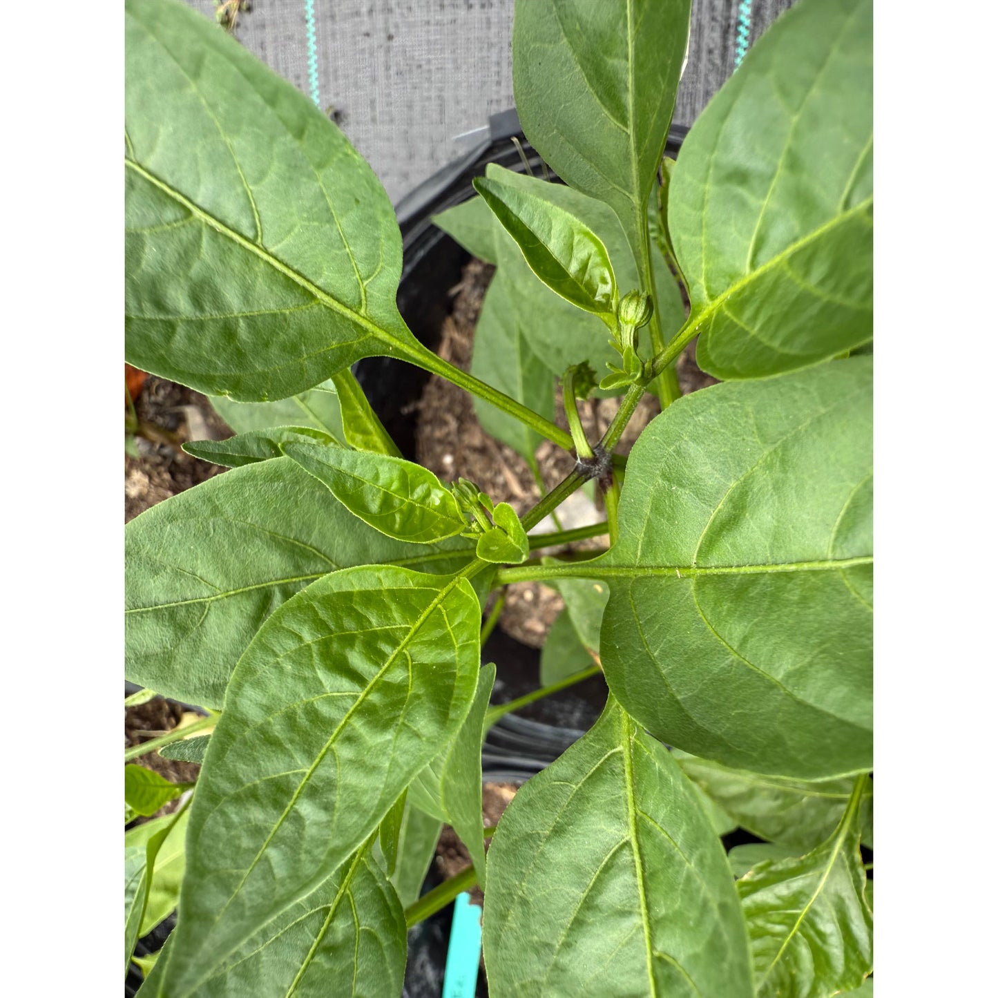 Jalapeño - Graines de piment fort brun