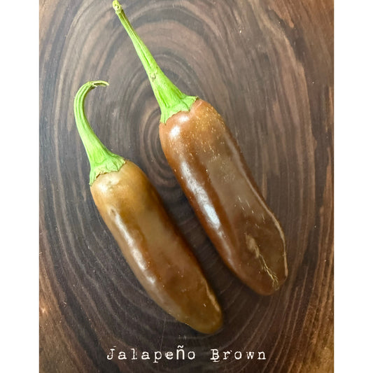 Jalapeño - Graines de piment fort brun