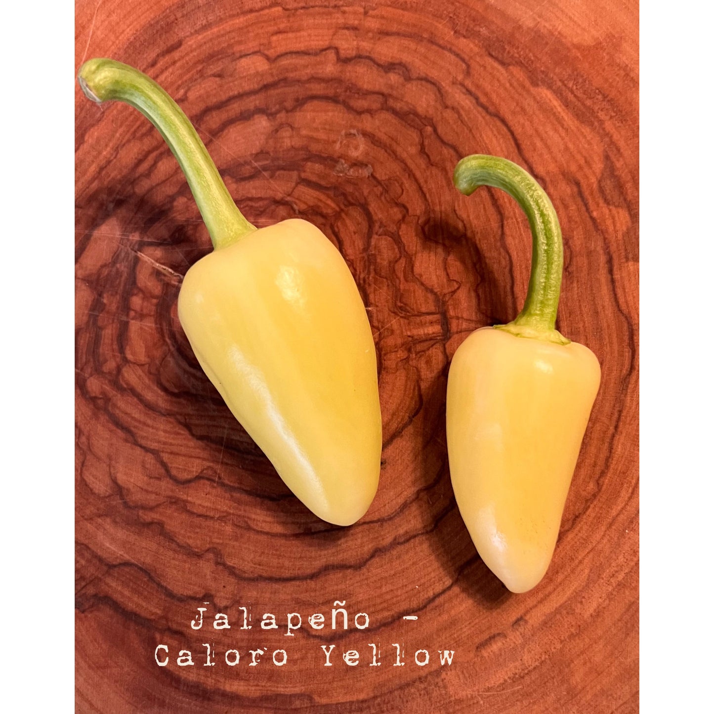 Jalapƒìno - Caloro (Yellow) - Hot Pepper Seeds