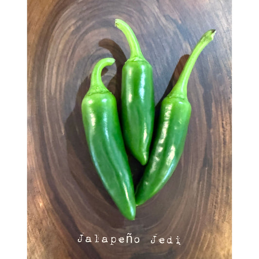 Jalapeño - Graines de piment Jedi