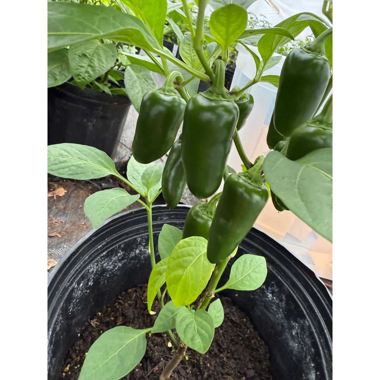 Graines de piment jalapeño - citrouille
